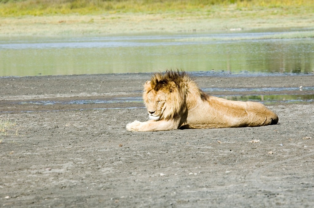 Ndutu Loveflok04.jpg - Lion (Panthera leo), Tanzania March 2006